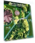 Thumbnail RTK+4-Eye Vision Robotic Lawnmower - No Wire, Automatic Mapping, 30 Multi-Zone Management — Autonomous Lawn Care, ANTHBOT