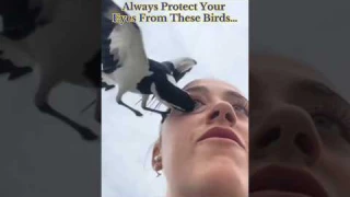 Always Protect Your Eyes From These Birds… #disturbing