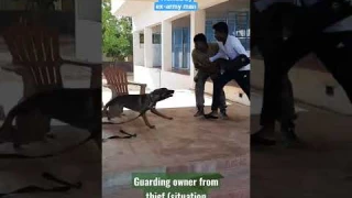 Belgian dog saving owner from thief(no one is harmed) #dogtraining #belgian #dogsintamilnadu #shorts