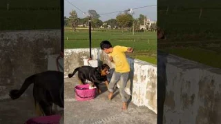 Rottweiler Daisy attack For puppies⚠️❌#rottweiler #puppy #security #doglover