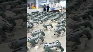 Watch: Mass testing of Unitree Go1 robot dogs in factory