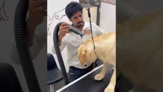 Labrador Retriever Grooming 🐾✂️🛁#shorts #labrador #petgroomer #doggrooming #doglover #thepetengineer