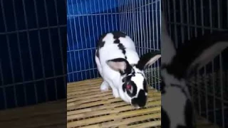 Beli kelinci baru. Indukan jenis Rex BC dengan harga Rp 450 rb