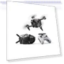 Thumbnail FPV Drone Combo with Remote Controller and Goggles (Renewed) — Drones, DJI