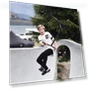 Превью Pro Scooter Stunt Scooter Complete Trick Scooter — Push Scooters, FREEDARE