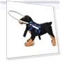 Превью Anti-Collision Ring for Dogs — Sunglasses