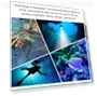 Превью Waterproof Underwater Flashlight — Underwater Lights