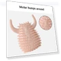 Превью Dog Toothbrush Chewing Toy — Chew Toys