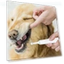 Thumbnail Electric Toothbrush for Pets — Toothbrushes