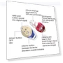 Превью Sound Amplifier Concentrator Hearing Aid — Hearing Support