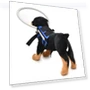 Превью Anti-Collision Ring for Dogs — Sunglasses