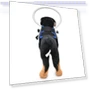 Превью Anti-Collision Ring for Dogs — Sunglasses