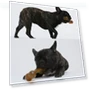 Превью Dog Molar Stick Cleaning Bite Toy — Chew Toys