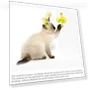Превью Funny Cat Toy — Cat Playthings