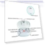 Превью In-ear Hearing Aid Sound Amplifier — Hearing Support, KAIXINWEI