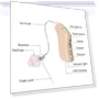 Превью Old Man Hearing Aid Sound Amplifier — Hearing Support