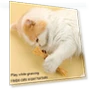 Превью Teething Stick Toy for Cats — Cat Playthings