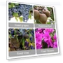 Превью Reusable Plastic Plant Clips for Climbing Plants — , FKMEE