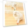 Thumbnail Smart Gravity Teaser Cat Rolling Ball - Teeth Resistant Cat Toy — Cat Playthings