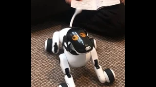 Puppy Smart R2 by Contixo (Artificial Intelligence, Bionic Interaction)