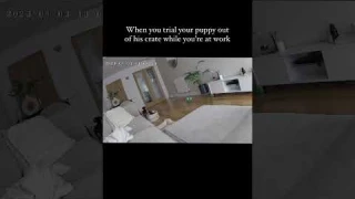 Check if you fur baby is ok with Arenti P2Q pet camera