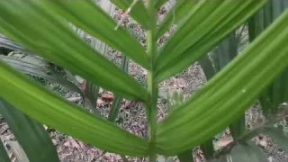 Vlog EP-05 -- Betel Nut Tree Review | RatBarota