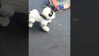 Smart Stunt Dog
