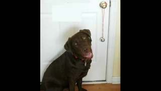 Delhi dog ring door bell to open a door