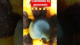 Ciambella bicolor by PROSCENIC T21